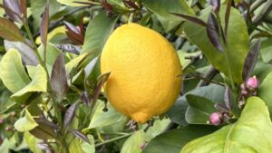 lemon