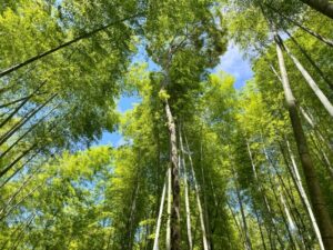 Bamboo forest