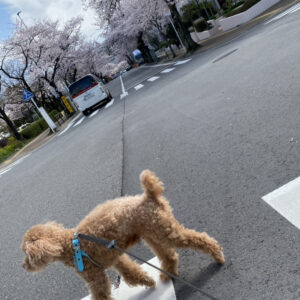 dog waik 2